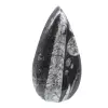 Fossiler Orthoceras - 0