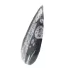 Fossiler Orthoceras - 2