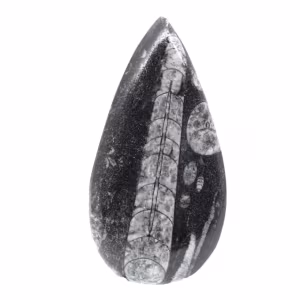 Fossiler Orthoceras