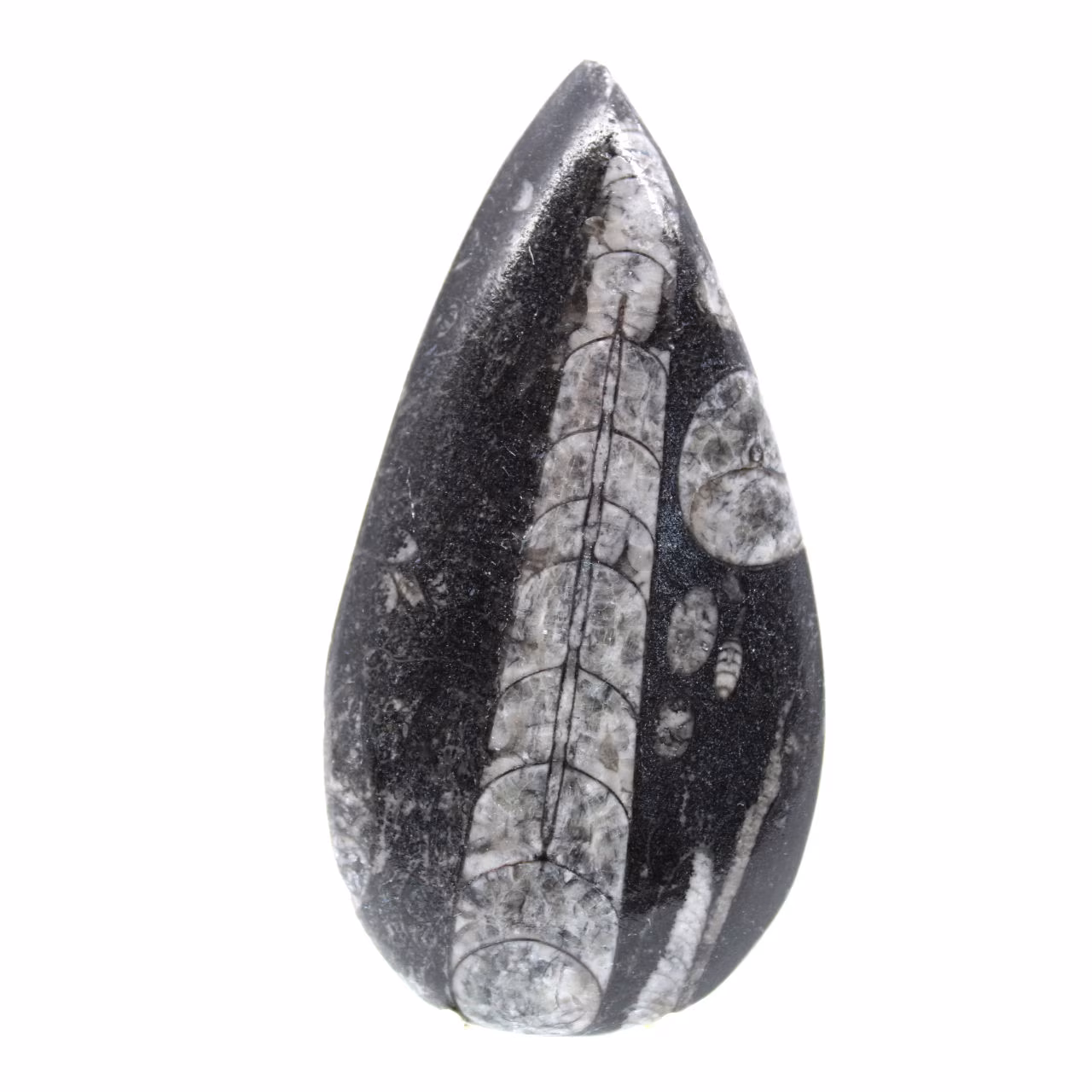 Fossiler Orthoceras