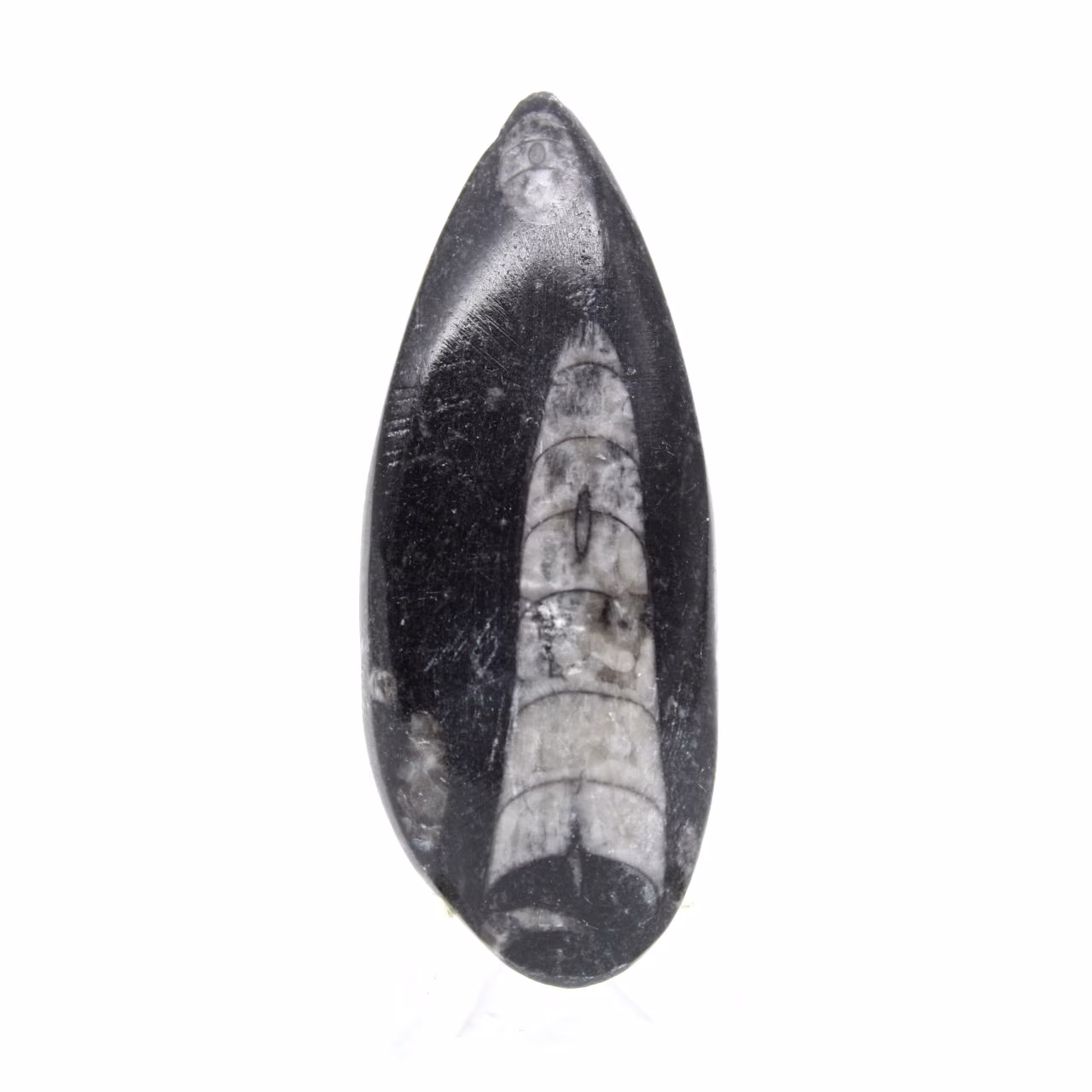 Fossiler Orthoceras
