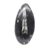 Fossiler Orthoceras aus Marokko - 0