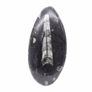 Fossiler Orthoceras aus Marokko
