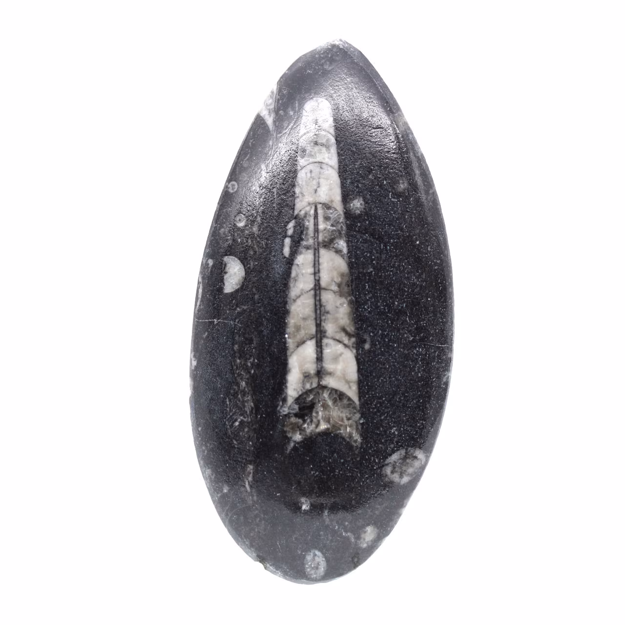 Fossiler Orthoceras aus Marokko
