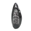 Fossiler Orthoceras aus Marokko - 0