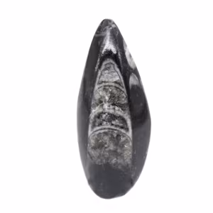 Fossiler Orthoceras aus Marokko