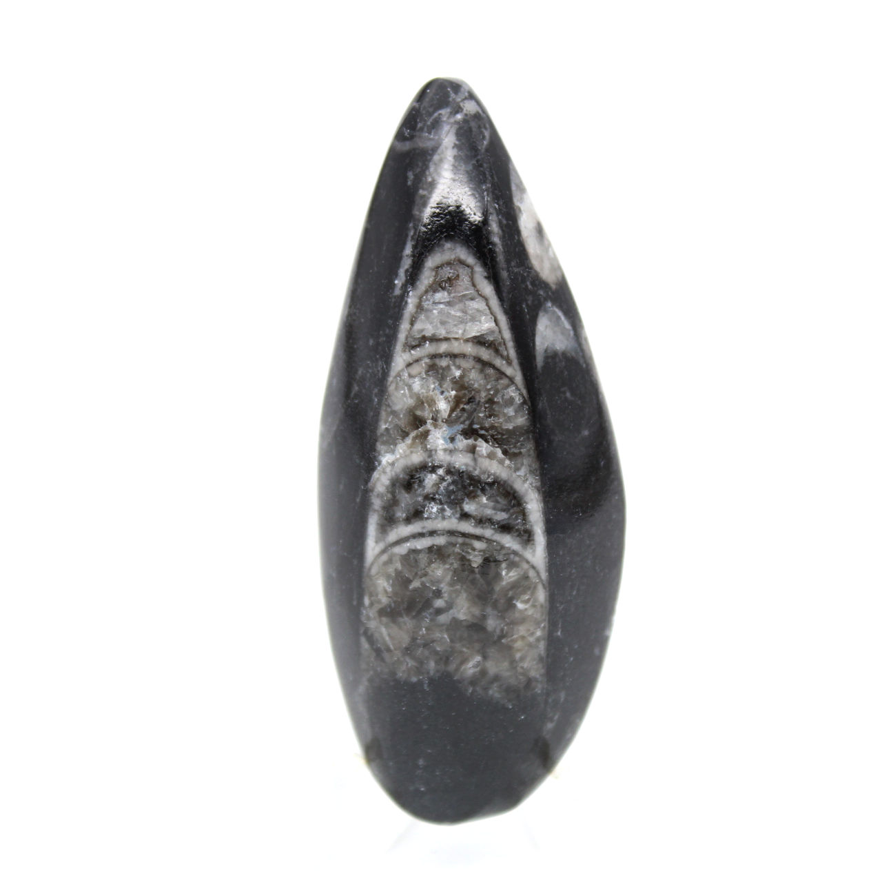 Fossiler Orthoceras aus Marokko