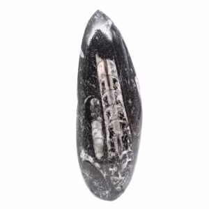 Fossiler Orthoceras