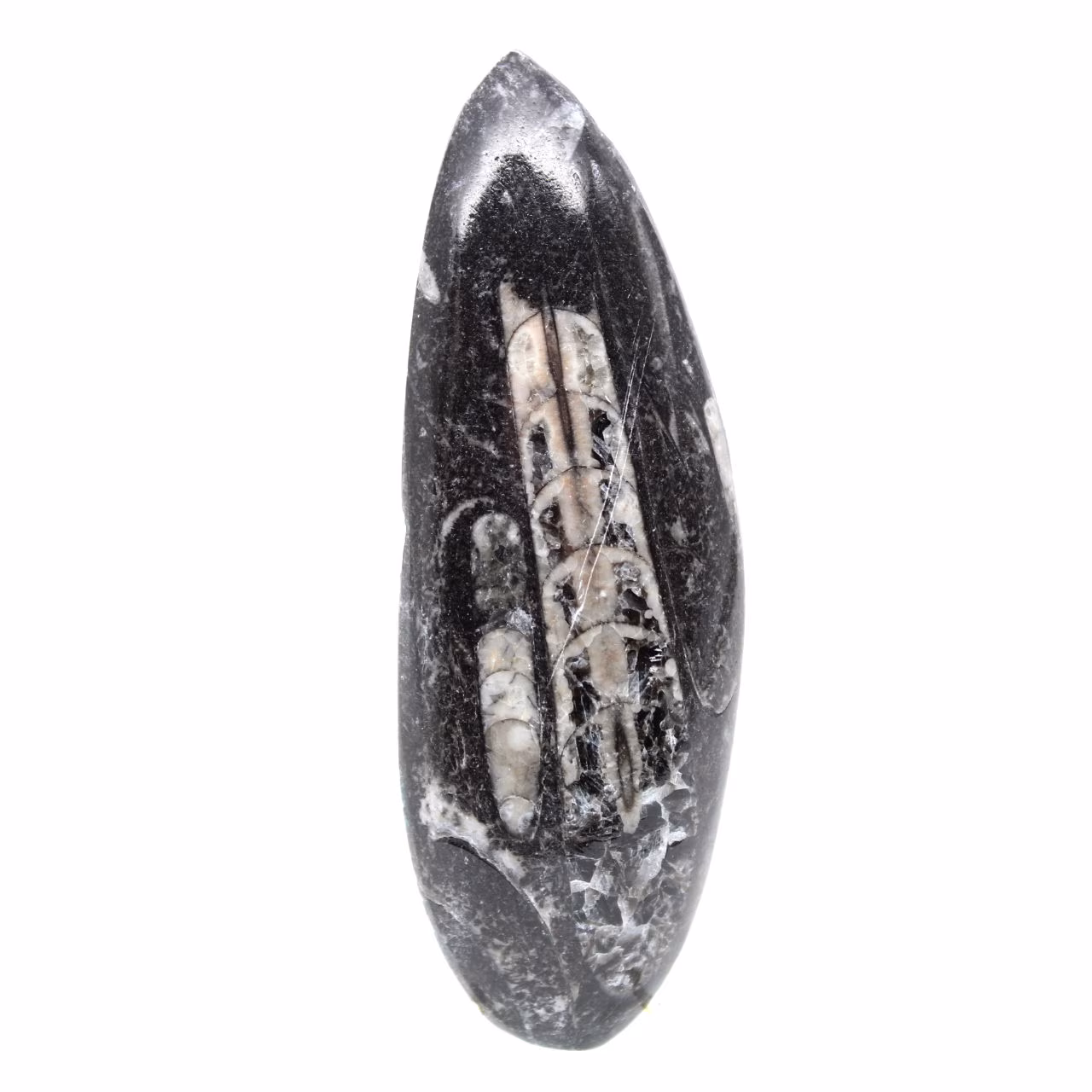 Fossiler Orthoceras