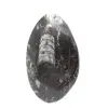 Fossiler Orthoceras aus Marokko - 0