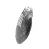 Fossiler Orthoceras aus Marokko - 2