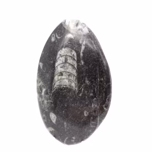 Fossiler Orthoceras aus Marokko