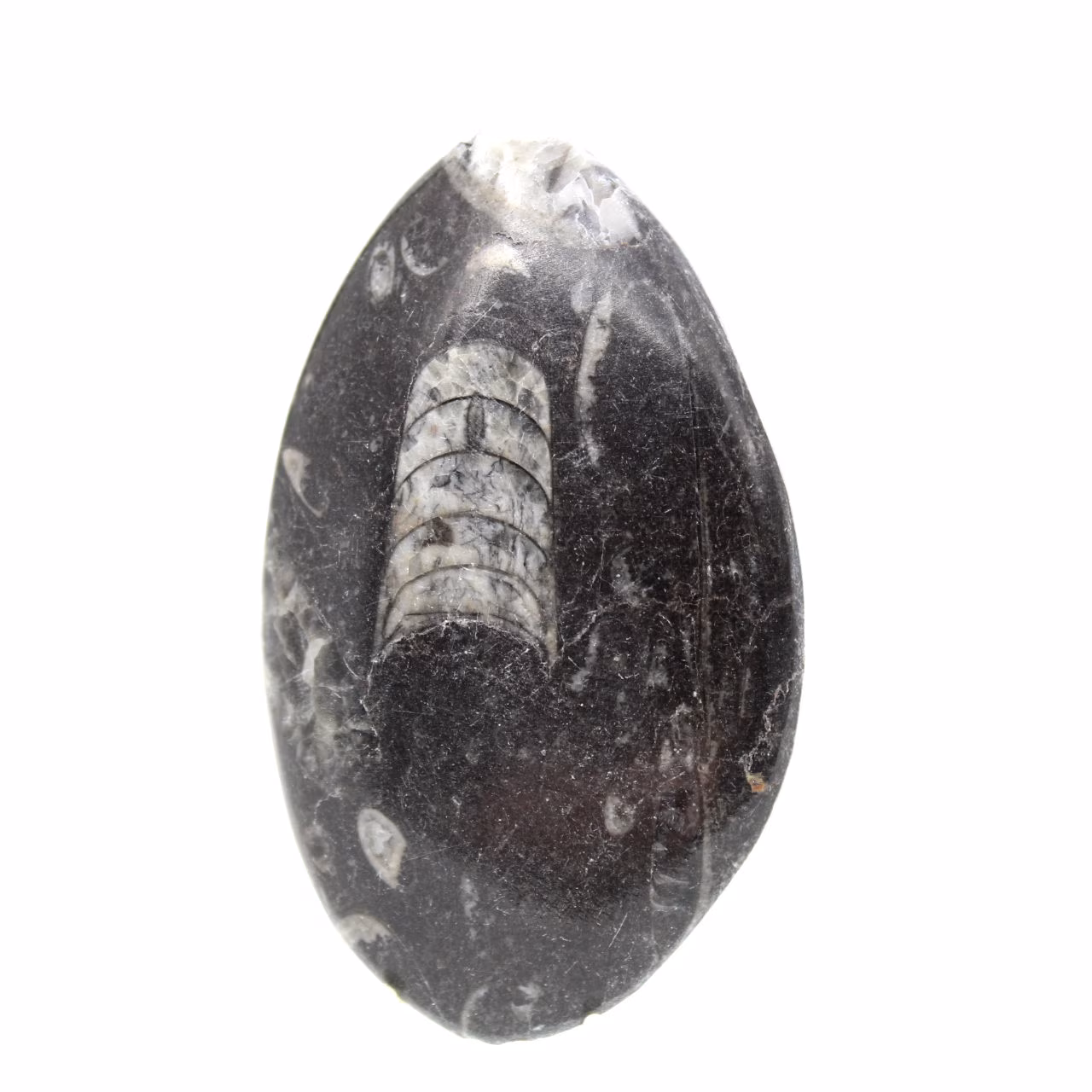 Fossiler Orthoceras aus Marokko