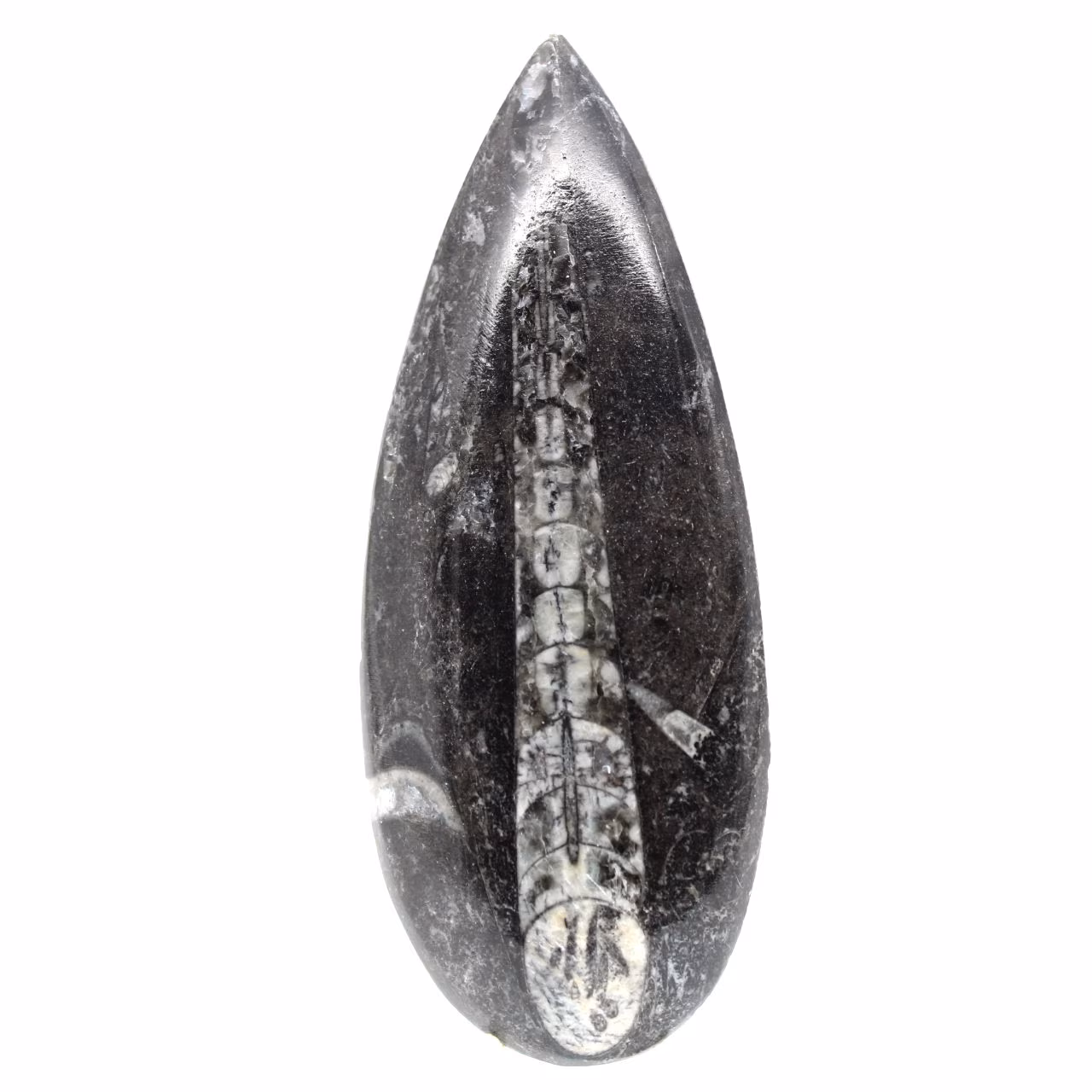 Fossiler Orthoceras