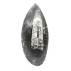 Fossiler Orthoceras aus Marokko - 0