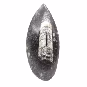 Fossiler Orthoceras aus Marokko