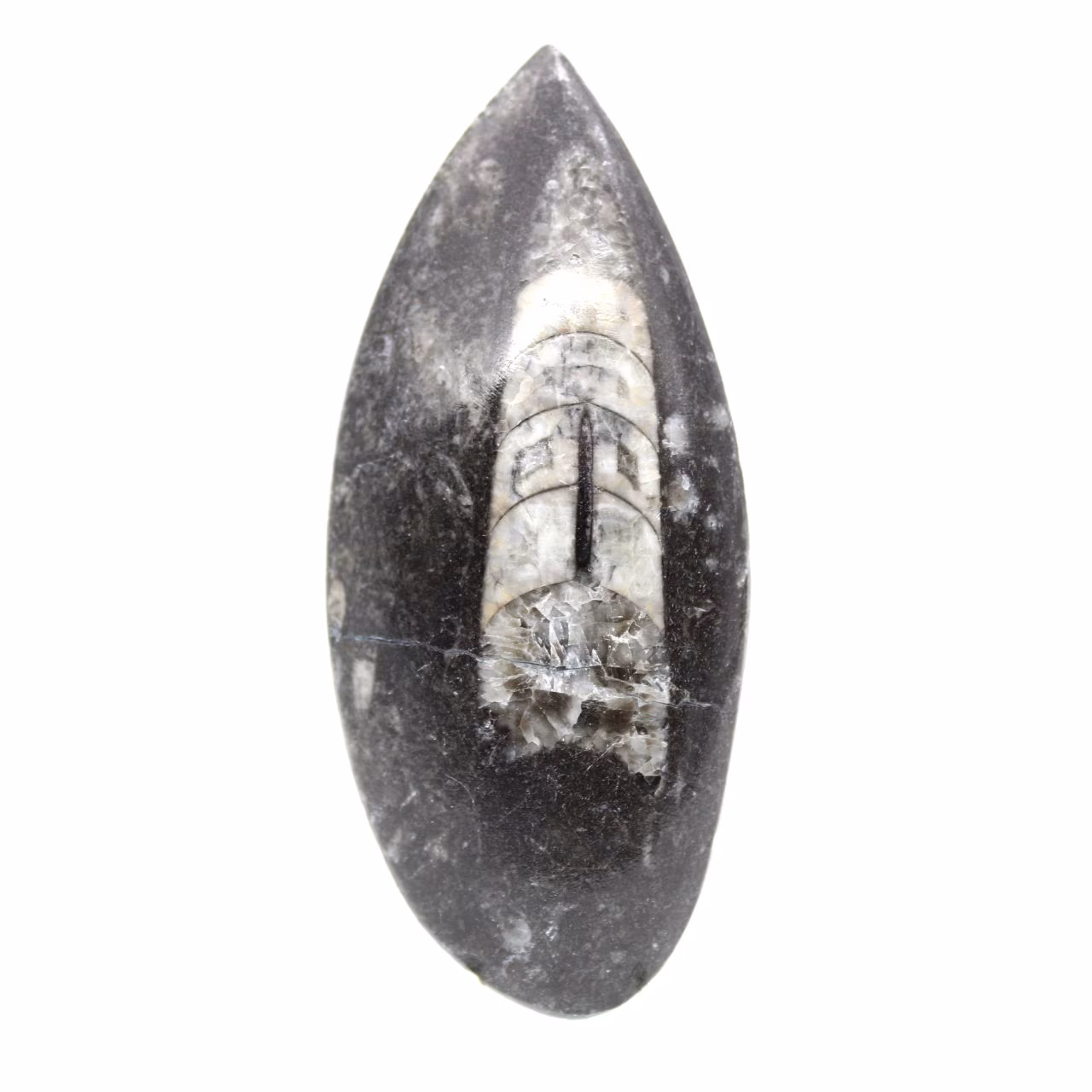 Fossiler Orthoceras aus Marokko