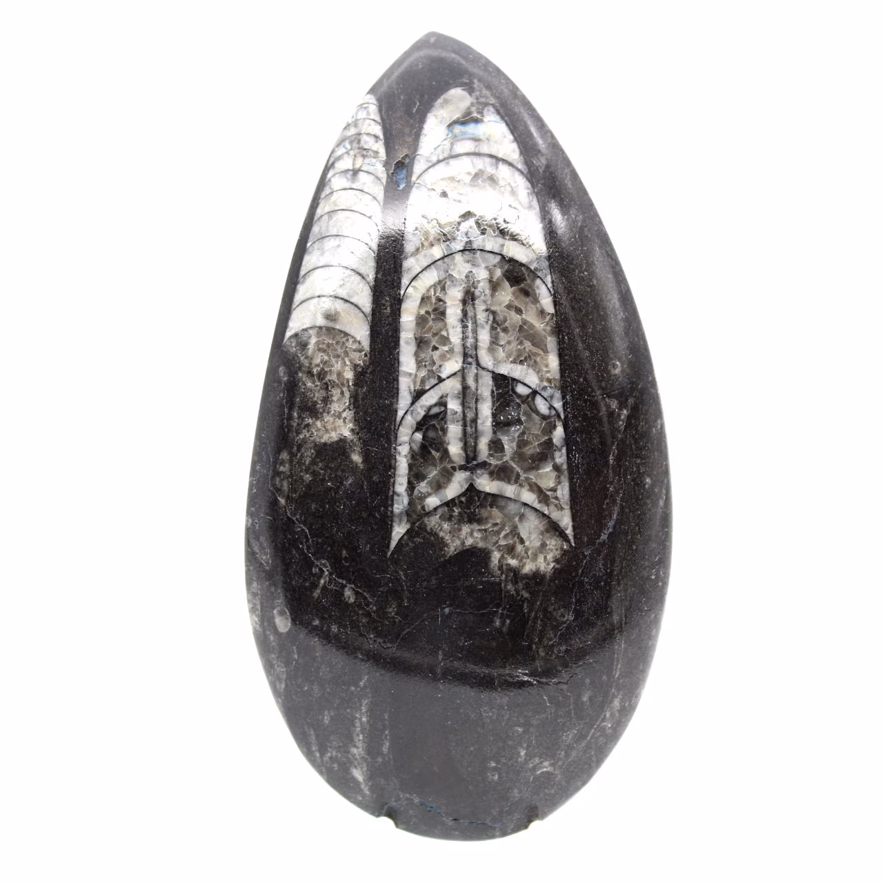 Fossiler Orthoceras