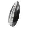 Fossiler Orthoceras - 2