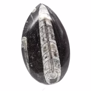 Fossiler Orthoceras