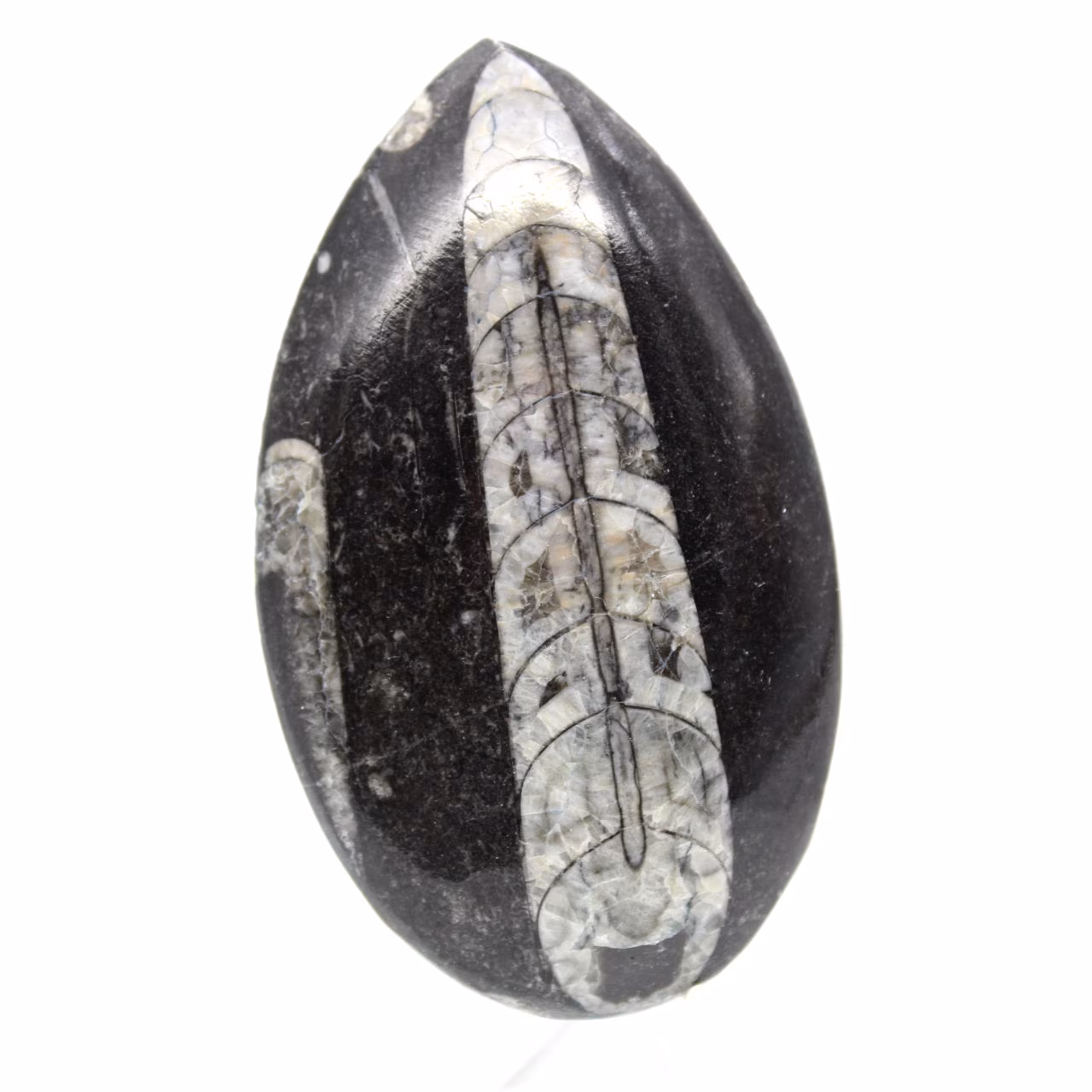 Fossiler Orthoceras