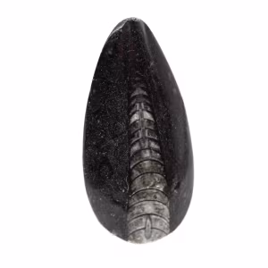 Fossiler Orthoceras aus Marokko