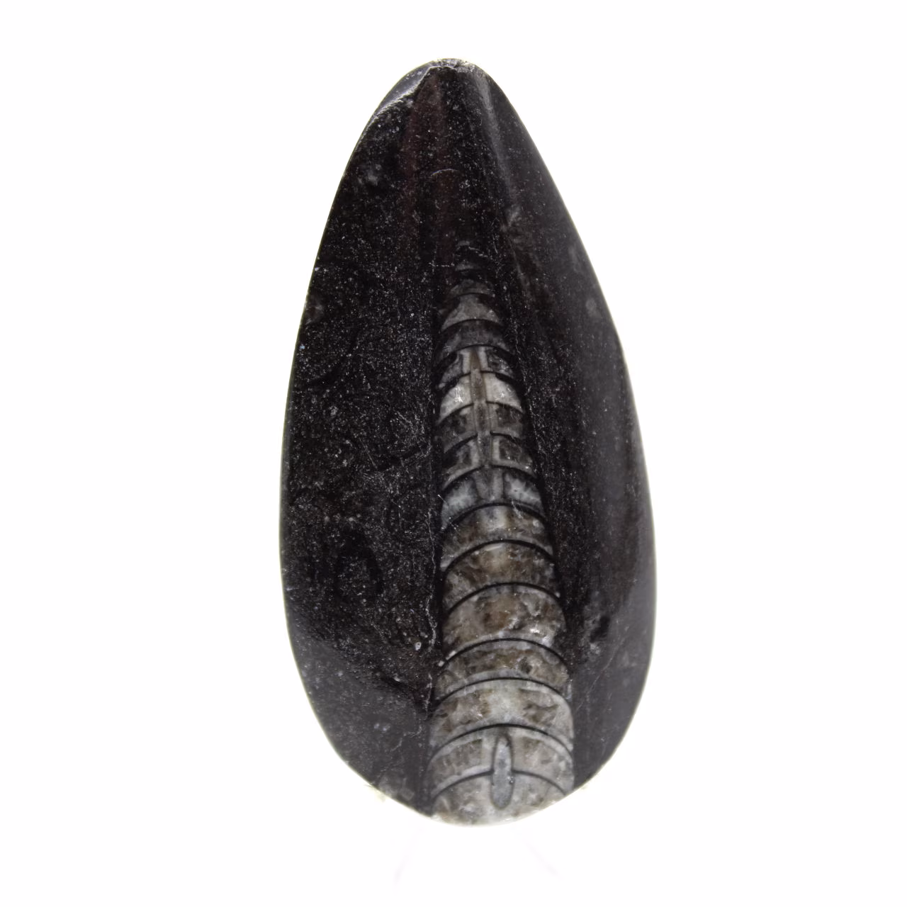 Fossiler Orthoceras aus Marokko