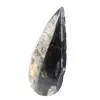 Fossiler Orthoceras - 2