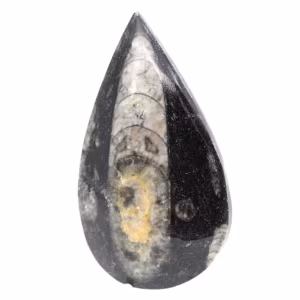 Fossiler Orthoceras