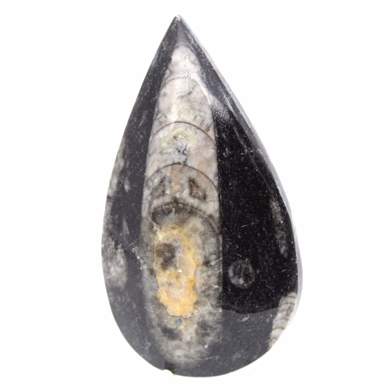 Fossiler Orthoceras