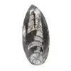 Fossiler Orthoceras - 0