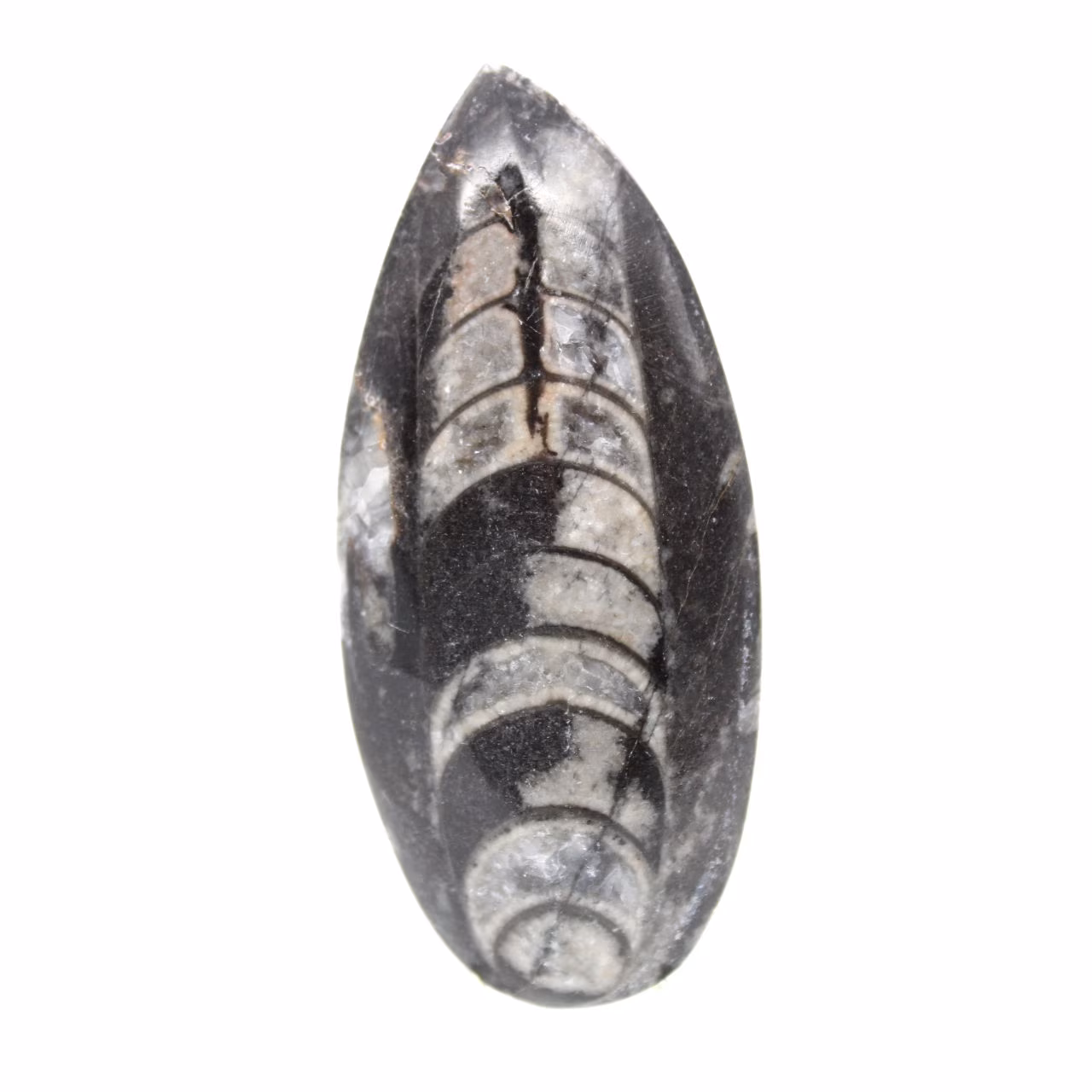Fossiler Orthoceras