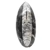 Fossiler Orthoceras aus Marokko - 0
