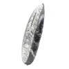 Fossiler Orthoceras aus Marokko - 2