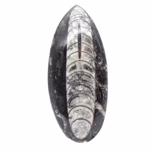 Fossiler Orthoceras aus Marokko