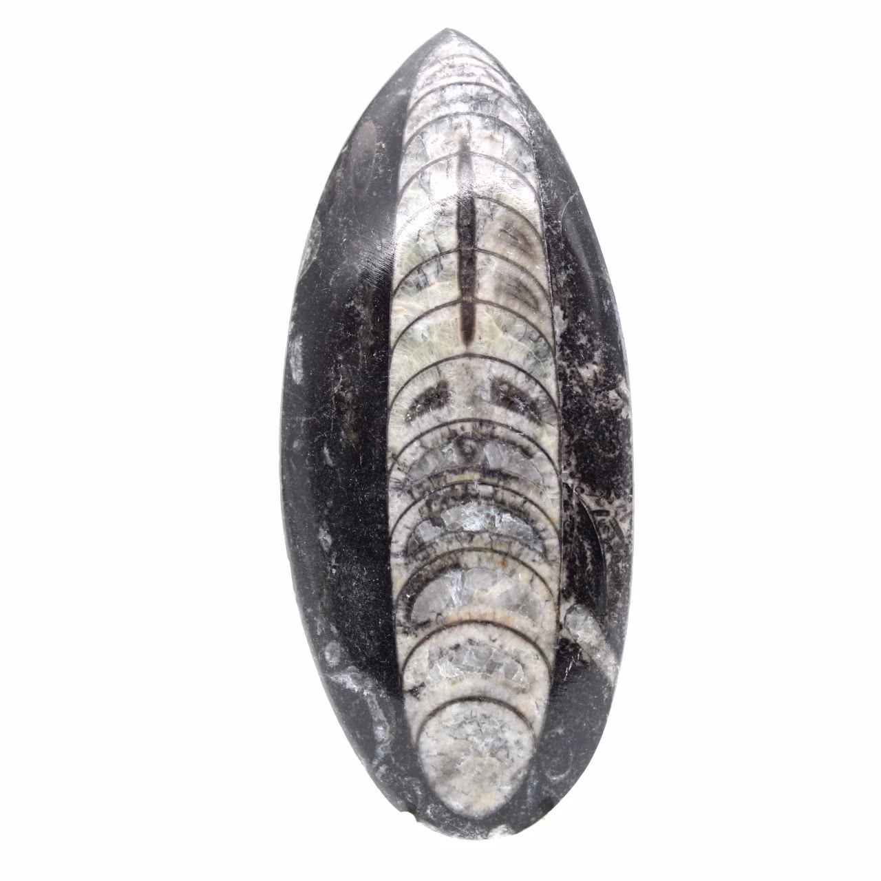 Fossiler Orthoceras aus Marokko