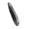 Fossiler Orthoceras - 2