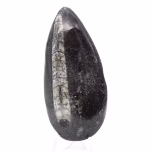Fossiler Orthoceras