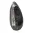 Fossiler Orthoceras