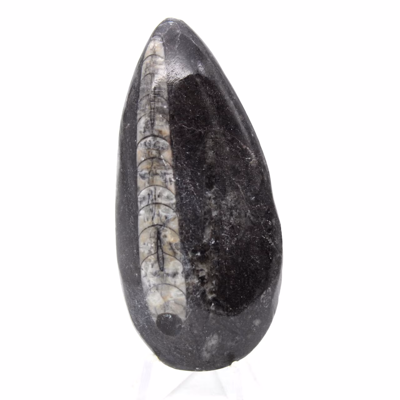 Fossiler Orthoceras