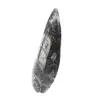 Fossiler Orthoceras - 2