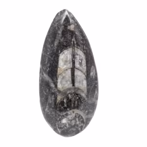 Fossiler Orthoceras