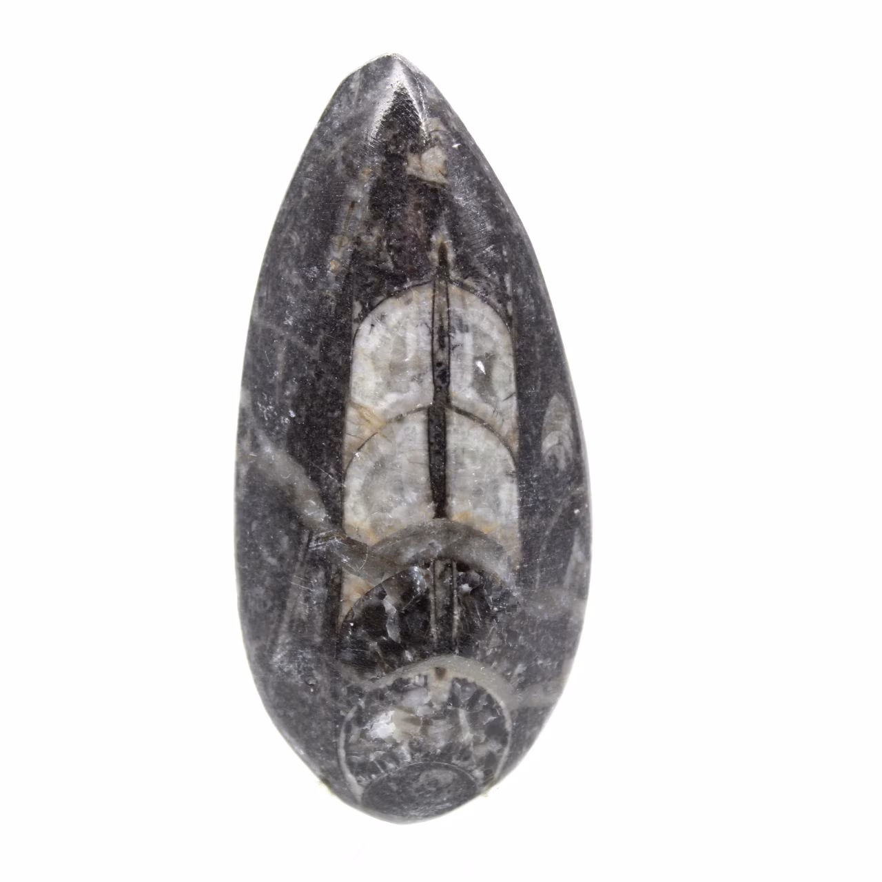 Fossiler Orthoceras