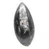 Fossiler Orthoceras aus Marokko - 0