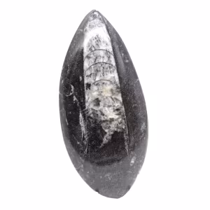 Fossiler Orthoceras aus Marokko
