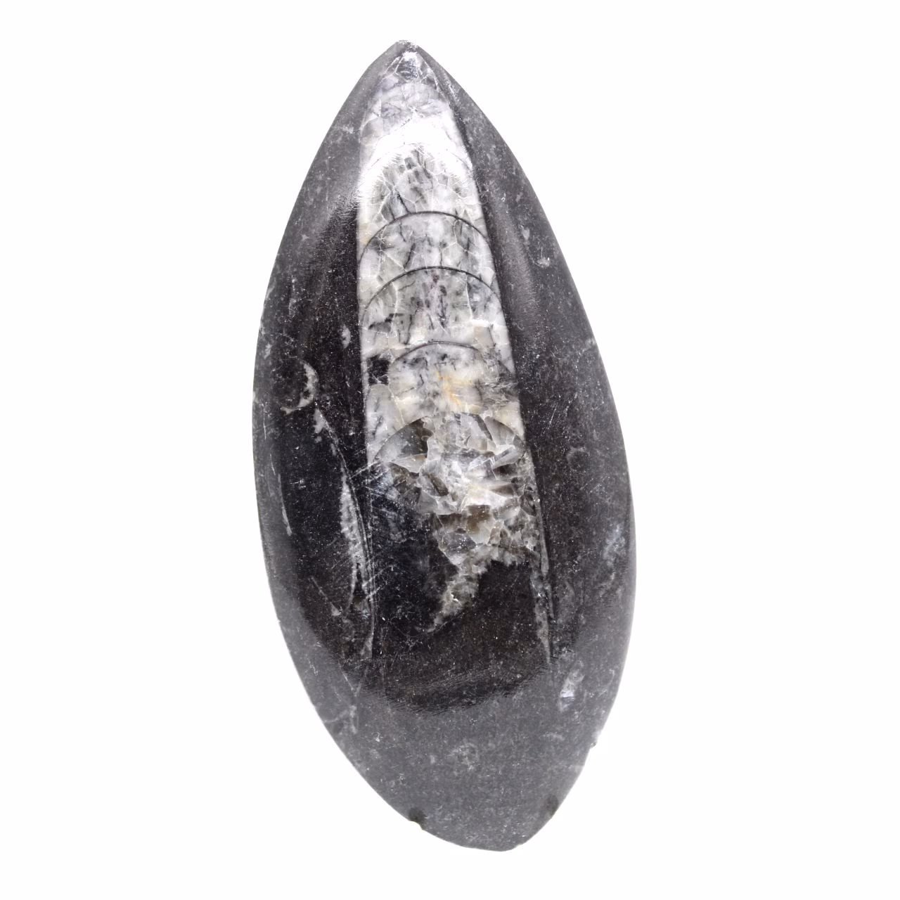 Fossiler Orthoceras aus Marokko