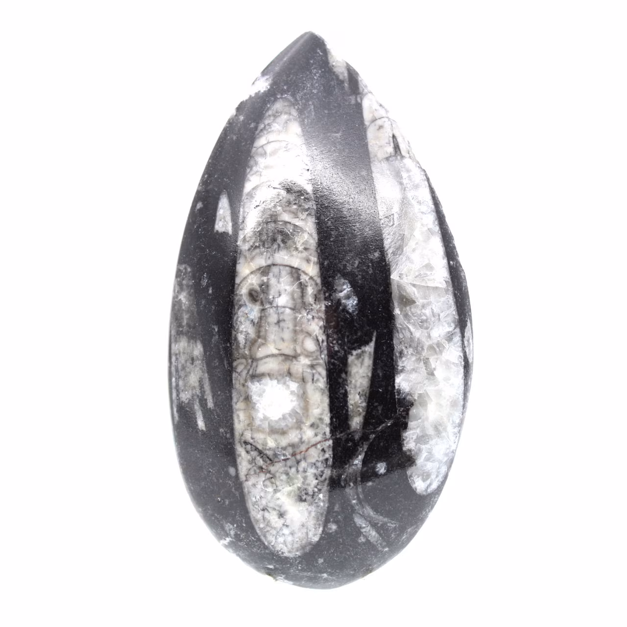Fossiler Orthoceras