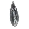 Fossiler Orthoceras aus Marokko - 0