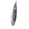 Fossiler Orthoceras aus Marokko - 2