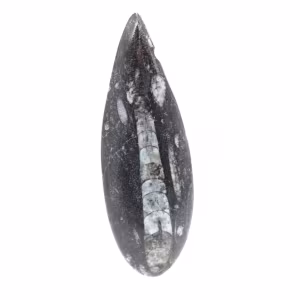 Fossiler Orthoceras aus Marokko